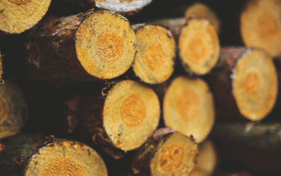 A Complete Guide to Exporting Forest Products: Legality Requirements and Customs Procedures in Indonesia