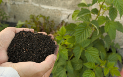 Tata Kelola Subsidi Pupuk dan Perannya dalam Ketahanan Pangan Nasional